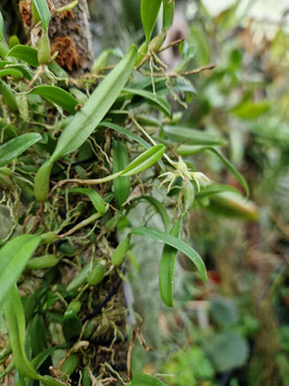 Bulbophyllum modestum