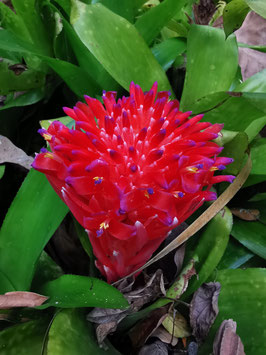 Billbergia pyramidalis