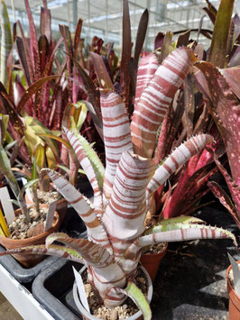 Billbergia horrida var. tigrina