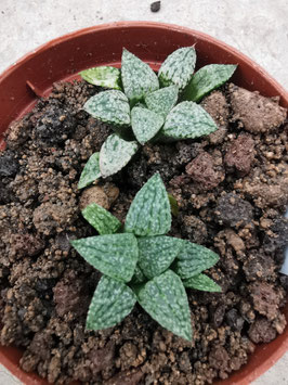 Haworthia picta "Japan"