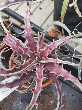 Hechtia spec. Nizanda/Oaxaca