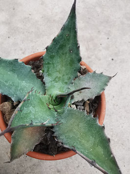 Agave wocomahi