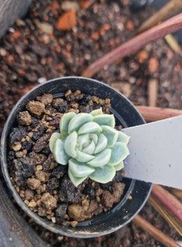 Echeveria "Hughmillus"