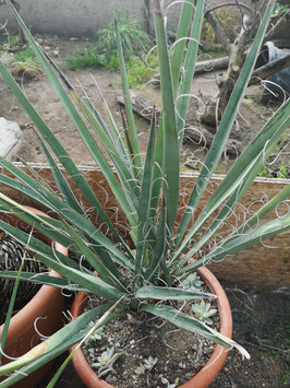 Yucca faxoniana