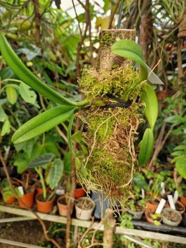 Bulbophyllum pingtungense