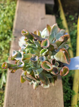 Echeveria "Trumpet"
