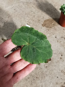 Begonia emeiensis