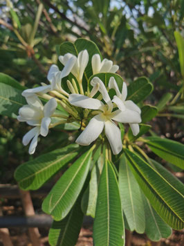 Plumeria obtusa var. sericifolia