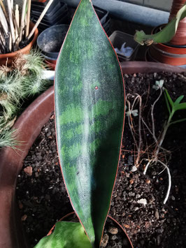 Sansevieria spec. "Lake Sybaia"