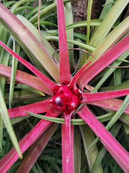 Tillandsia velutina