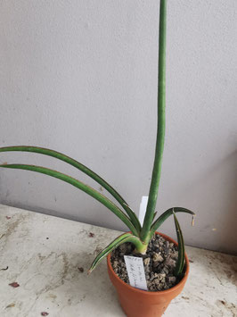 Sansevieria "Midnight Fountain"