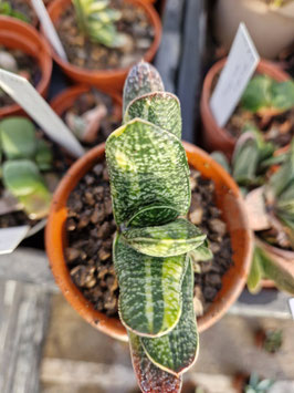 Gasteria carinata variegata