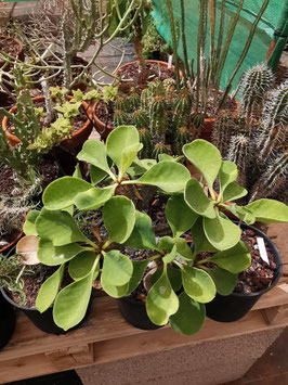 Euphorbia capmanambatoensis