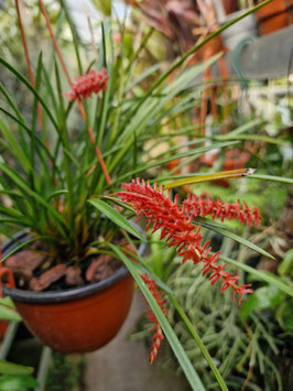 Dendrochilum wenzelii "Red"
