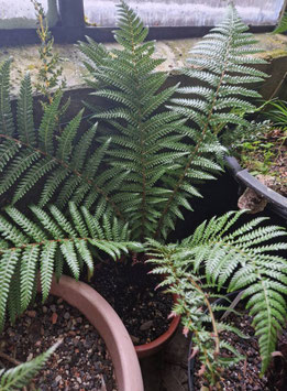 Dicksonia fibrosa