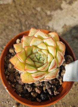 Echeveria "California Queen"