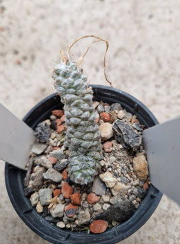 Anacampseros baeseckei "N  Steinkopf"