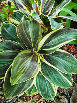 Cordyline fruticosa "Miss Andrea"