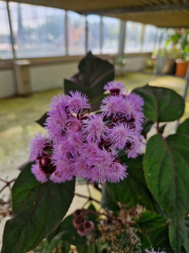Bartlettina sordida