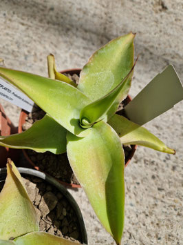 Agave vilmoriniana