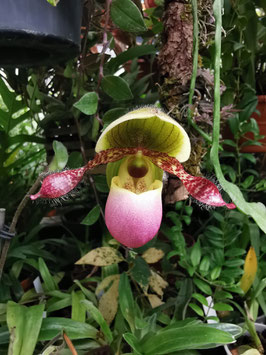 Paphiopedilum #2