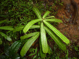 Brexia madagascariensis