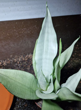 Sansevieria "Moonshine"