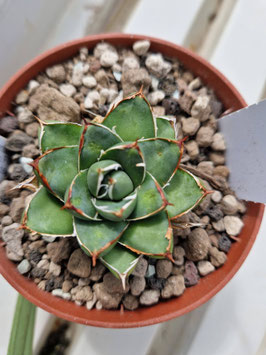 Agave filifera "Ultracompacta"