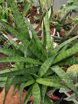 Sansevieria parva