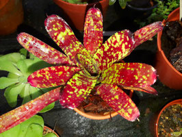 Neoregelia "Yankee Doodle"