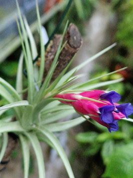 Tillandsia aeranthos "Cherry Tree"