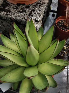 Agave x romanii "Shadow Dancer"