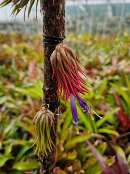 Tillandsia ionantha "Hazelnut" (Holm`s Zipfelmütze)