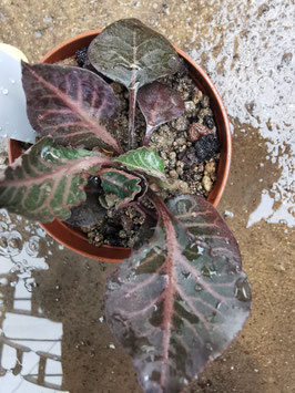 Euphorbia francoisii Hybride -pink geadert-