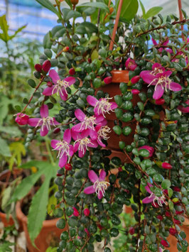 Medinilla sedifolia