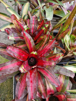 Neoregelia "Kahala Dawn Red"