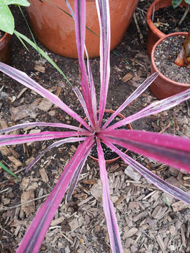 Cordyline australis "Pink Passion