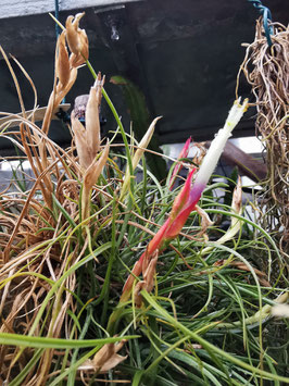 Tillandsia x rectifolia