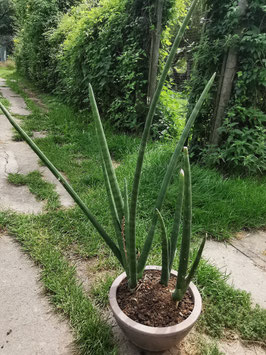 Sansevieria  cylindrata