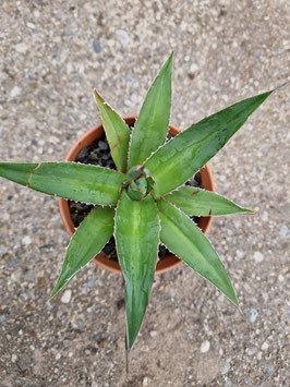 Agave yucuanensis