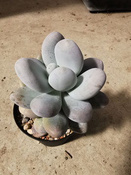 Pachyphytum oviferum