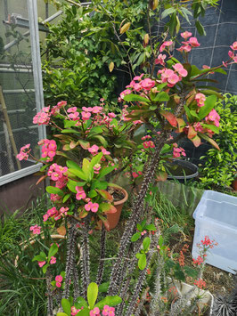 Euphorbia milii var. hislopii