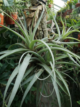 Tillandsia latifolia var. divaricata