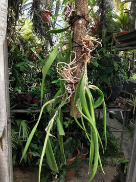 Epidendrum parkinsonianum
