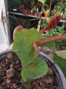 Begonia itaguassuense