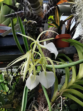 Brassavola nodosa