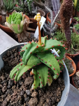 Aloe castilloniae