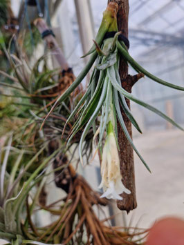 Tillandsia aeranthos var. alba