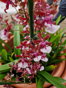 Oncidium "Sharry Baby"