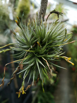 Tillandsia loliacea